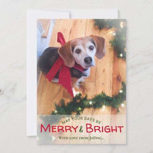 From Pet  Family Photo Merry  Bright Christmas Holiday Card