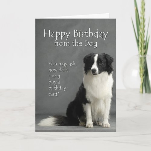 From the Border Collie Card