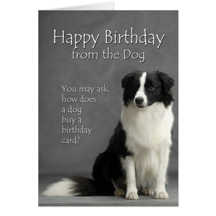 From the Border Collie Greeting Cards