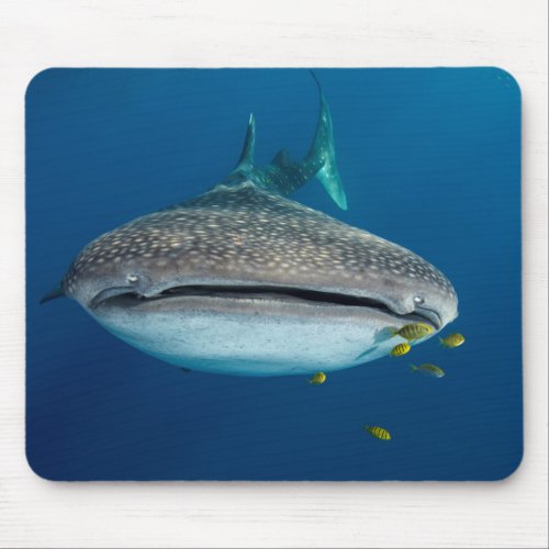 From view of a Whale Shark Mouse Pad