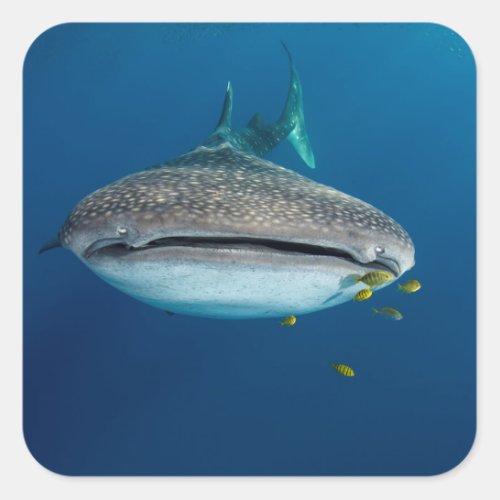 From view of a Whale Shark Square Sticker