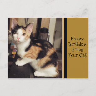 From Your Cat Birthday Greeting Postcard