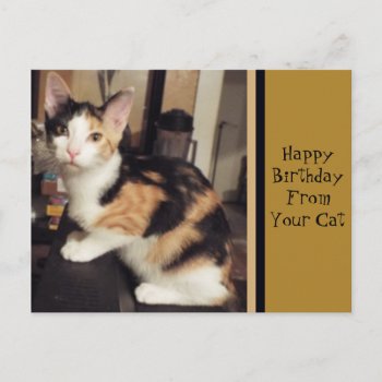 From Your Cat Birthday Greeting Postcard by Susang6 at Zazzle
