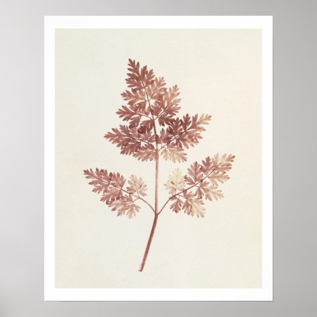 Fronds of Leaves, 1843 (b/w photo) Poster (Front)