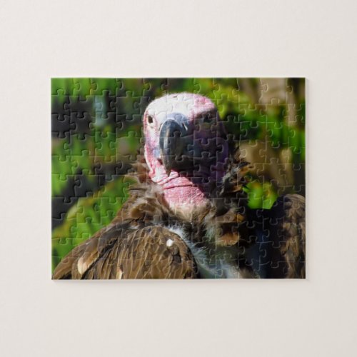 Front Facing Turkey Vulture Closeup Jigsaw Puzzle