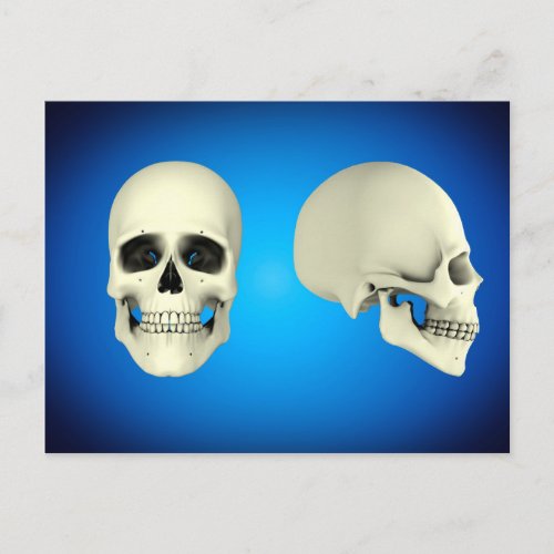 Front View And Side View Of Human Skull Postcard