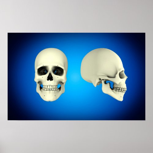 Front View And Side View Of Human Skull Poster