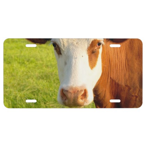 Front view Friesian cow License Plate