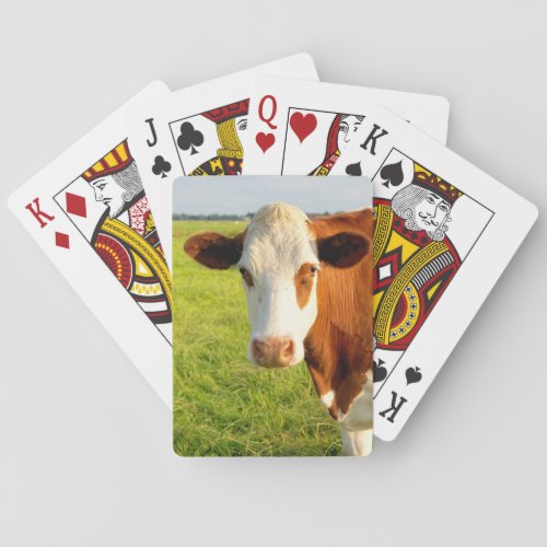 Front view Friesian cow Playing Cards