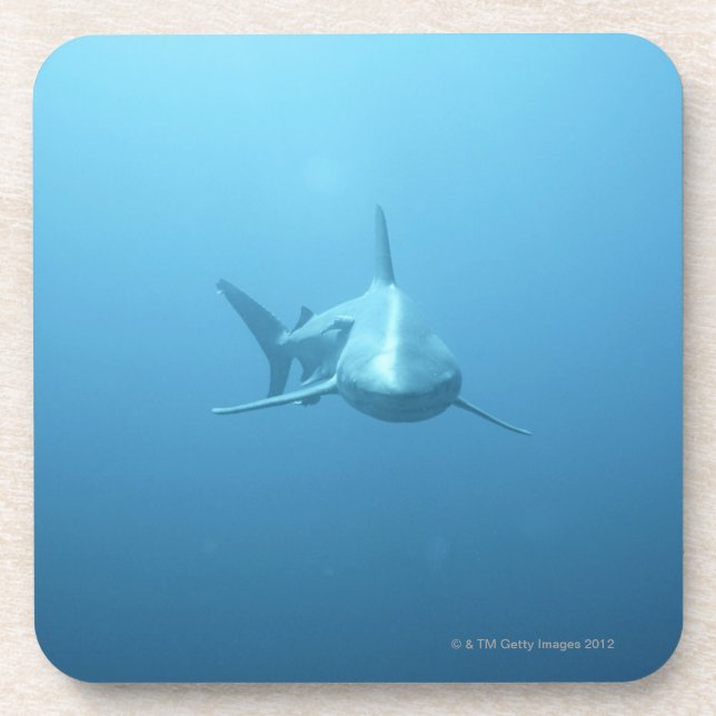 Front view of a Tiger Shark Coaster (Front)