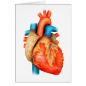 Front View Of Human Heart (Front)