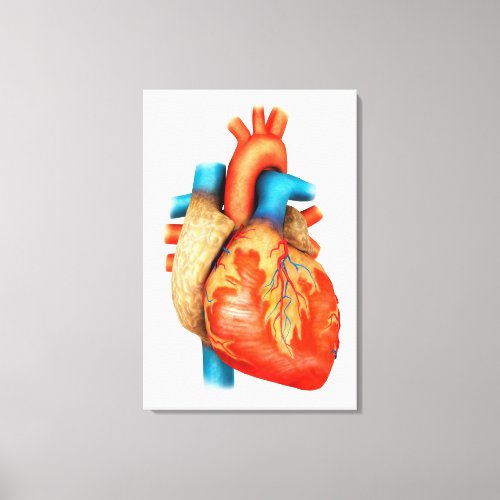 Front View Of Human Heart Canvas Print