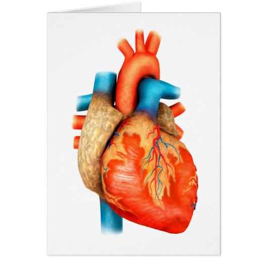 Front View Of Human Heart Cards (Front)