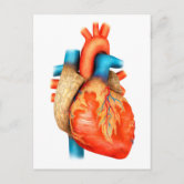 Anatomy of the human heart holiday postcard