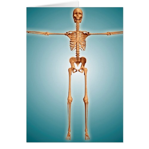 Front View Of Human Skeletal System