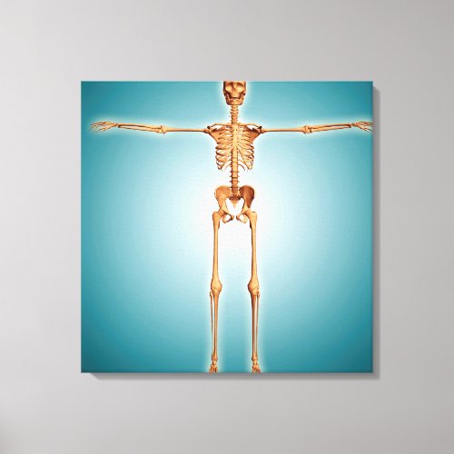 Front View Of Human Skeletal System Canvas Print