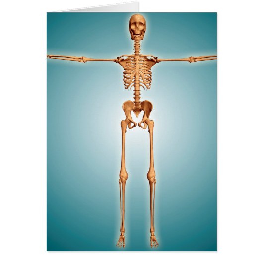 Front View Of Human Skeletal System Cards (Front)