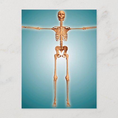 Front View Of Human Skeletal System Postcard