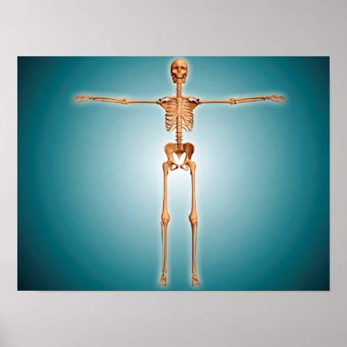 Front View Of Human Skeletal System Poster