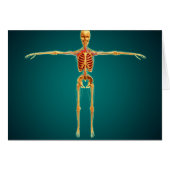 Front View Of Human Skeleton With Nervous (Front Horizontal)