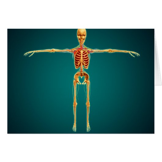 Front View Of Human Skeleton With Nervous Cards (Front Horizontal)