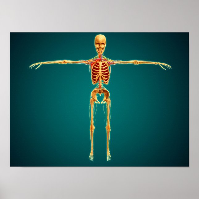 Front View Of Human Skeleton With Nervous Poster (Front)