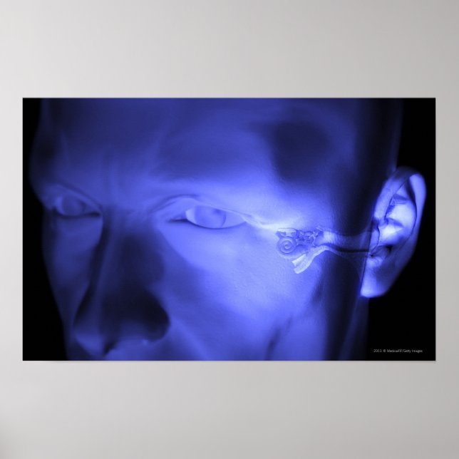 Front view of the inner ear poster (Front)