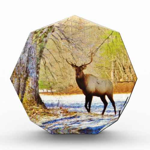  frontal Bull elk in Snow Acrylic Award