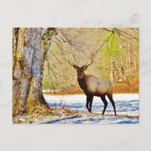  frontal Bull elk in Snow Postcard