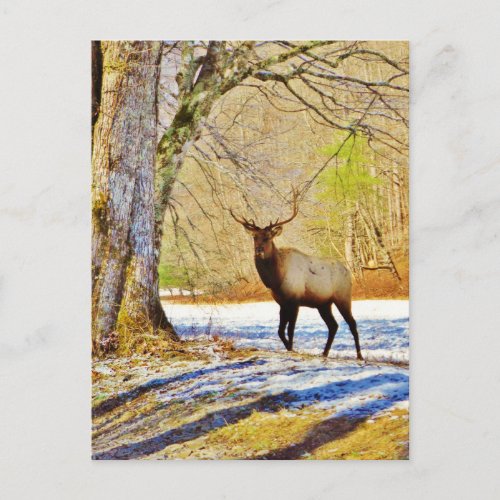  frontal Bull elk in Snow Postcard