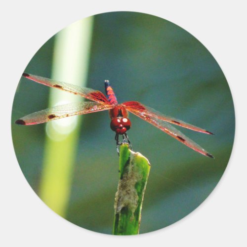 Frontal Red and Black Dragonfly Classic Round Sticker