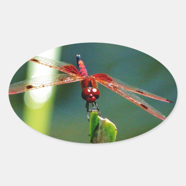 Frontal Red and Black Dragonfly Oval Sticker (Front)