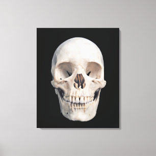 Frontal View of Human Male Skull Canvas Print