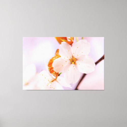 Frontal View Of Sakura Flower In The Spring Season Canvas Print