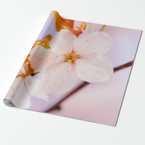 Frontal View Of Sakura Flower In The Spring Season Wrapping Paper