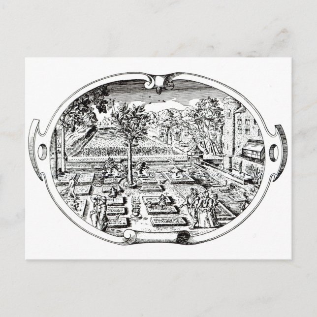 Frontispiece, from 'The Herball', by John Gerard ( Postcard (Front)