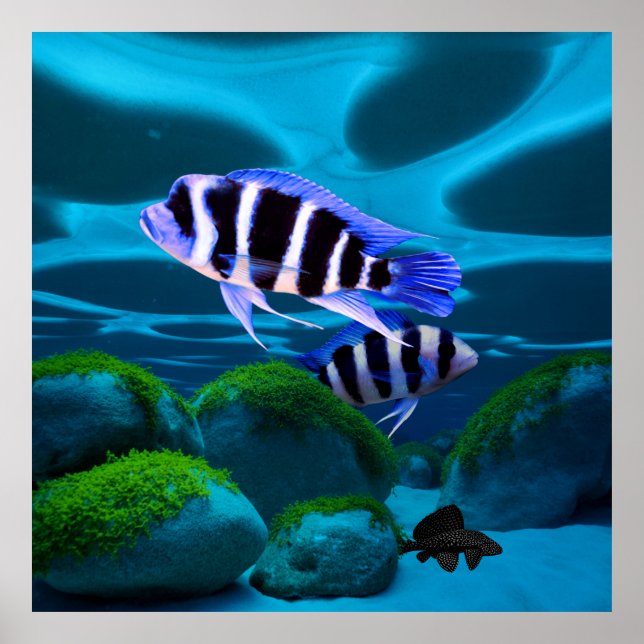 Frontosa Cichlid Plecostomus Aquarium Fish  Poster (Front)