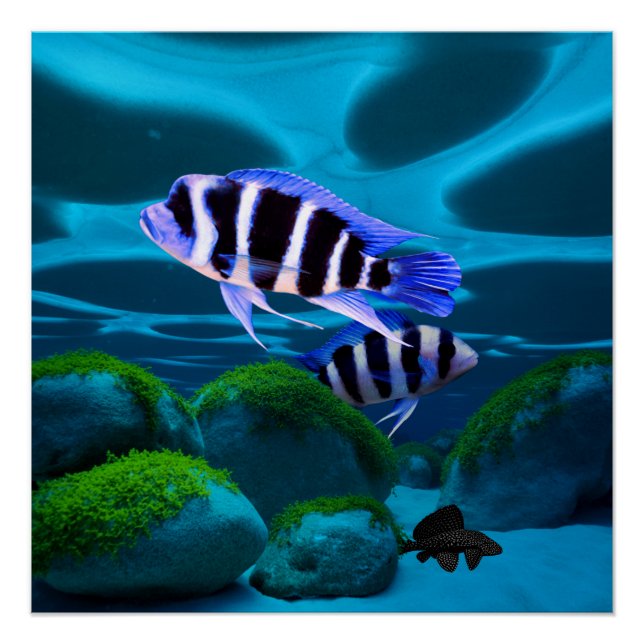 Frontosa Cichlid Plecostomus Aquarium Fish  Poster (Front)