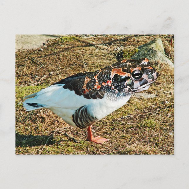 Froose Postcard (Front)