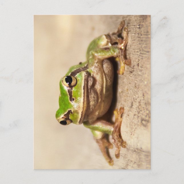 FROSCH POSTCARD (Front)
