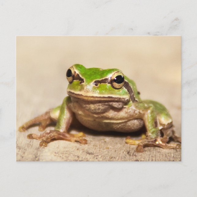 FROSCH POSTCARD (Front)