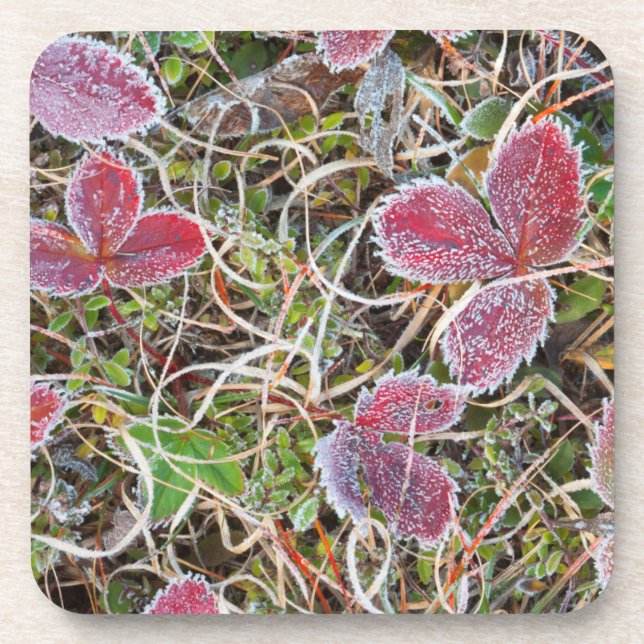 Frost covered leaves, Canada Beverage Coaster (Front)