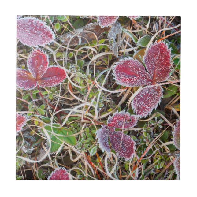 Frost covered leaves, Canada Ceramic Tile (Front)