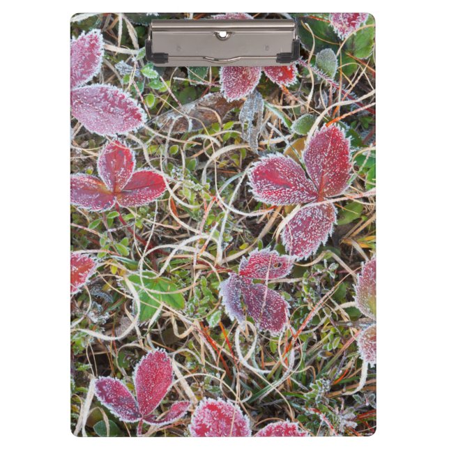 Frost covered leaves, Canada Clipboard (Front)