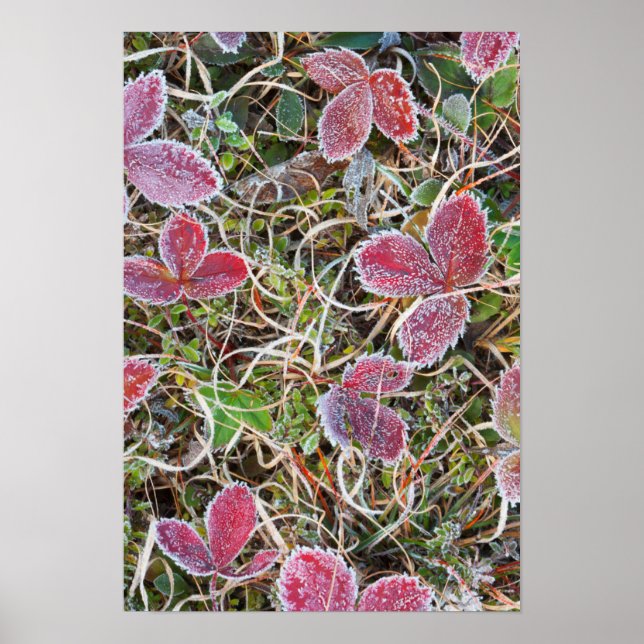Frost covered leaves, Canada Poster (Front)