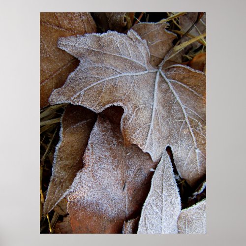 Frost covered maple tree leaves Poster