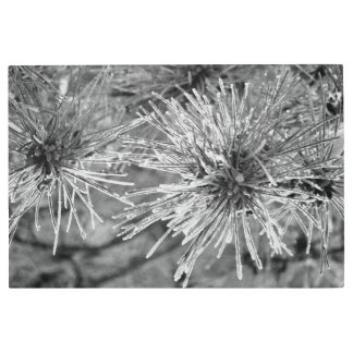 Frost Covered Pine Needles in Black and White Metal Print