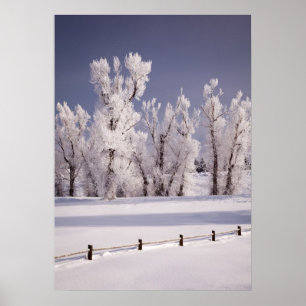 Frost Covered Trees and Fence, Colorado Poster