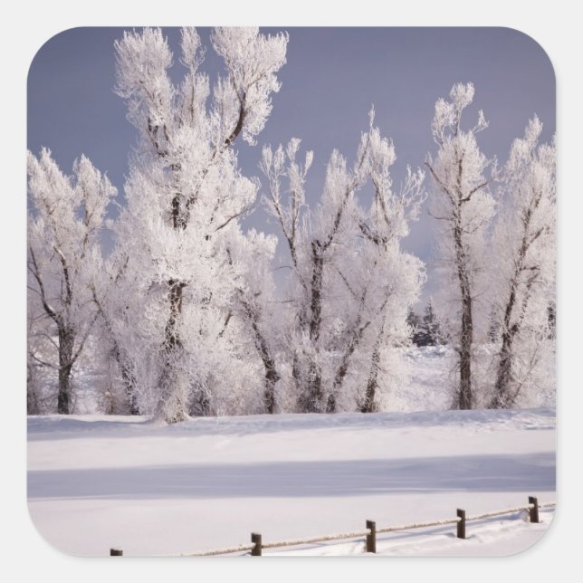 Frost Covered Trees and Fence, Colorado Square Sticker (Front)
