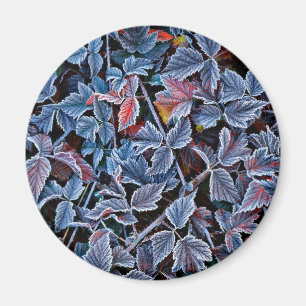 Frost on autumn leaves, Oregon Magnet